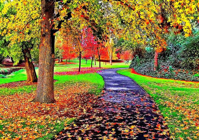 Autumn colors views of lovely fall leaves, colors of nature, colorful, autumn, stunning, green nature, leaves, path, falls, real nature in its best, colors, park, forces of nature, paradise, plants, garden, nature, splendo, colorful nature, HD wallpaper