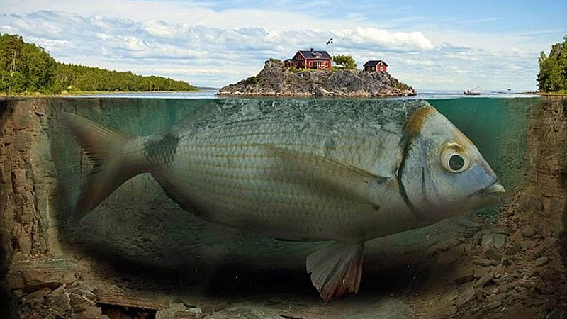 big fish fantasy, fantasy, cool, big fish, fun, abstract, HD wallpaper