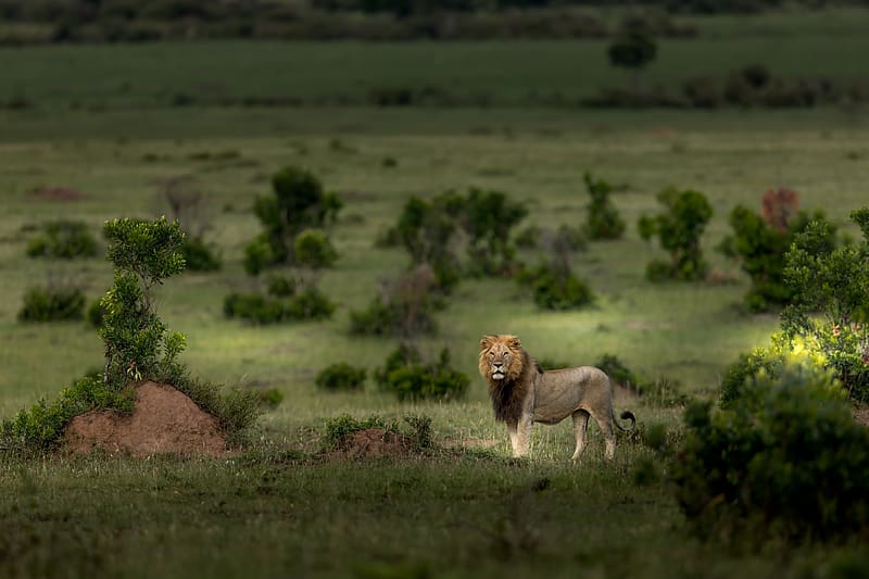 Cats, Lion, Animal, Serengeti, HD wallpaper