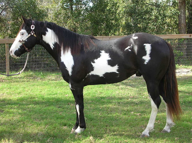 paint horses with blue eyes