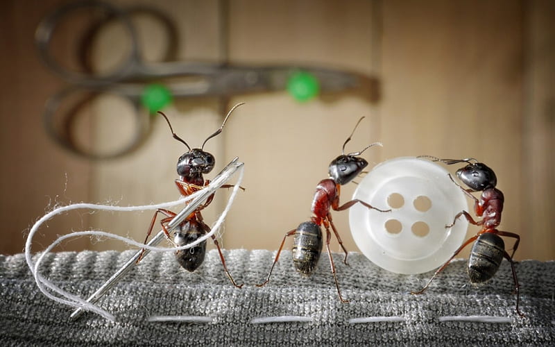 Tailoring, ant, creative, situation, button, fantasy, insect, funny, white, lolita777, HD wallpaper