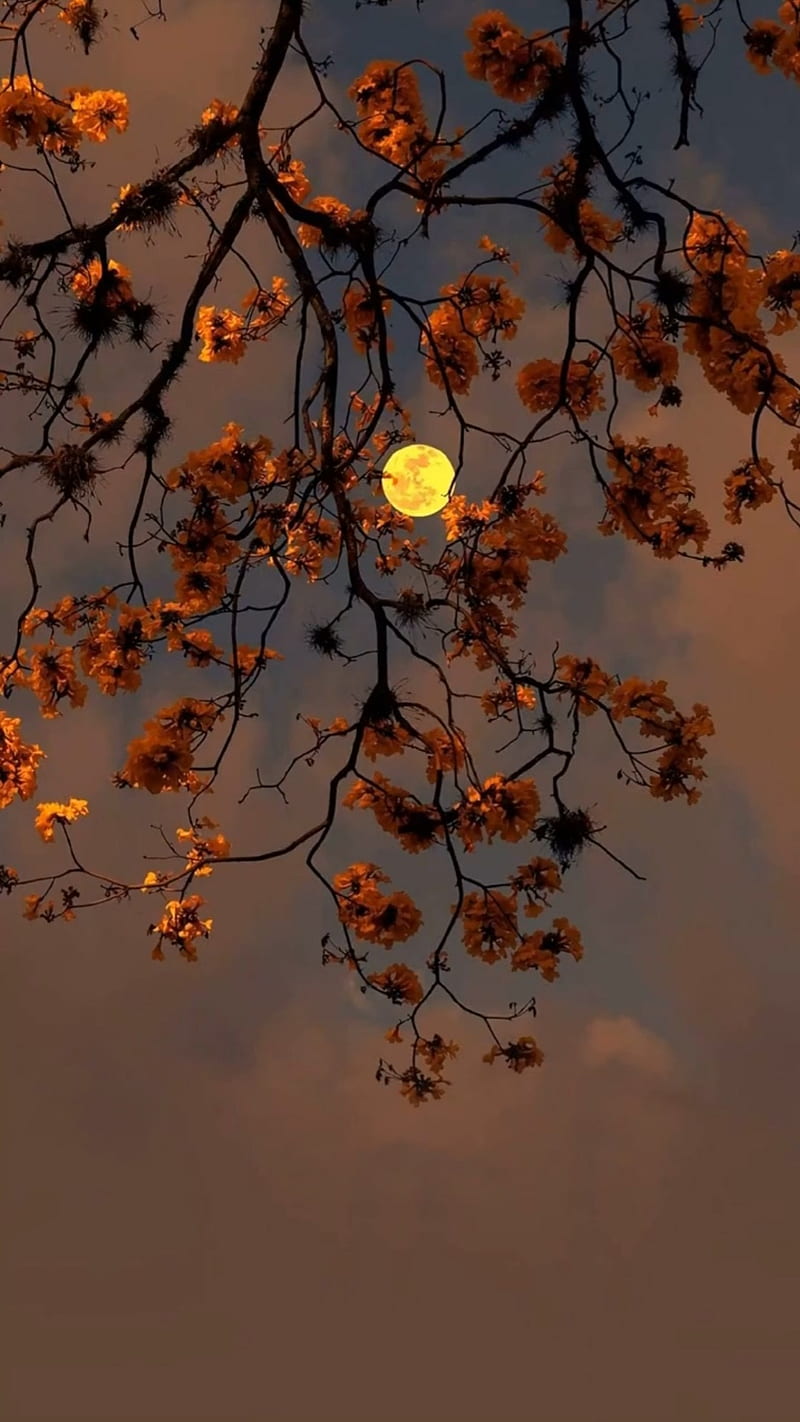 Autumn moon, leaves, november, orange, HD phone wallpaper