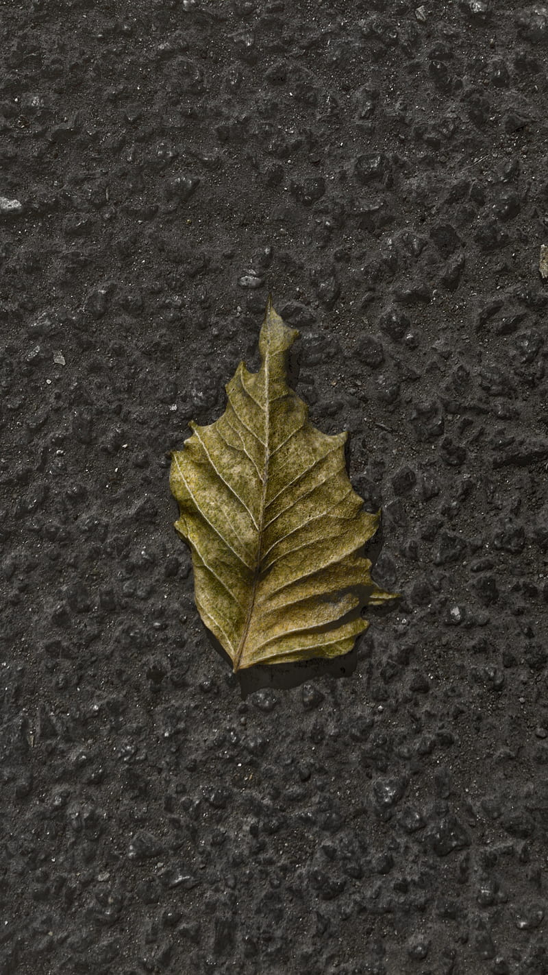 Leaf, Trigraphy, bonito, concrete, death, dry leaf, earth, ground, life, minimal, minimalistic, nature, pattern, graphy, road, simple, texture, tree, HD phone wallpaper