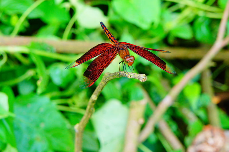 Red Dragonfly, Dragonfly, leaves, Red, green, HD wallpaper