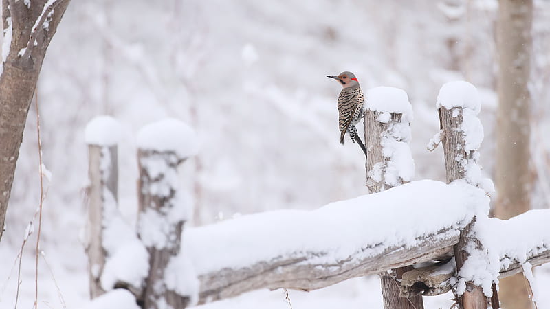 Northern Flicker Bird On Snow Covered Wood Birds, HD wallpaper