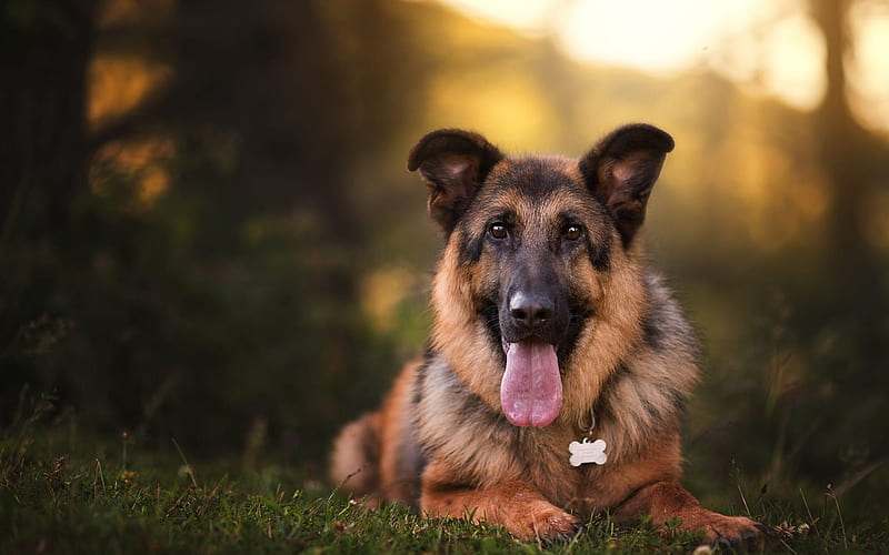 German Shepherd, beautiful big dog, good dogs, pets, cute animals, dogs, HD wallpaper