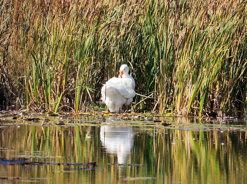 White Goose Reflection, Pond, Goose, Grass, Animal, graphy, Reflections, HD wallpaper