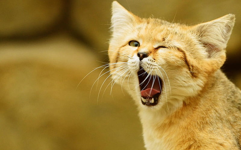 Good morning!, funny, cat, tongue, animal, HD wallpaper