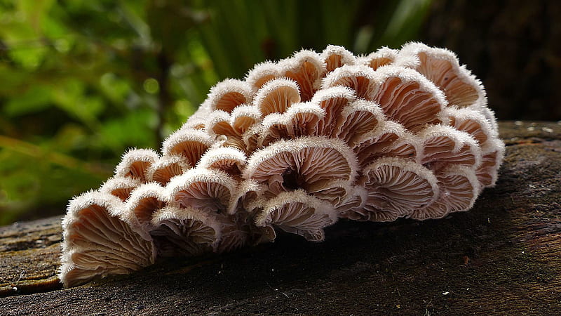 Fungus Mushrooms On Tree Trunk In Green Blur Background Mushroom, HD wallpaper
