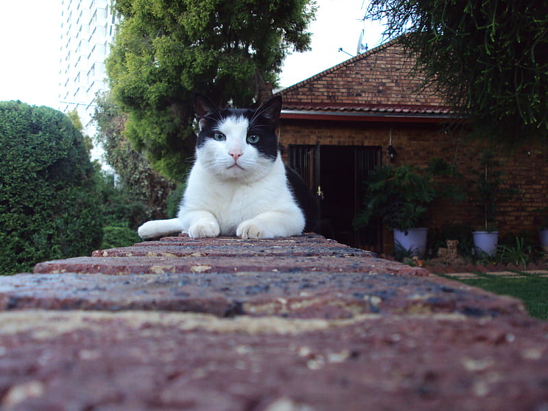 Cat-Fatso, paws, beauty, black and white cat, cat, cats, tuxedo cat, HD wallpaper