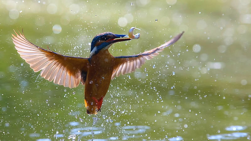 Blue Brown Kingfisher Bird Is Flying Above From Water With Fish On Mouth  Birds, HD wallpaper | Peakpx