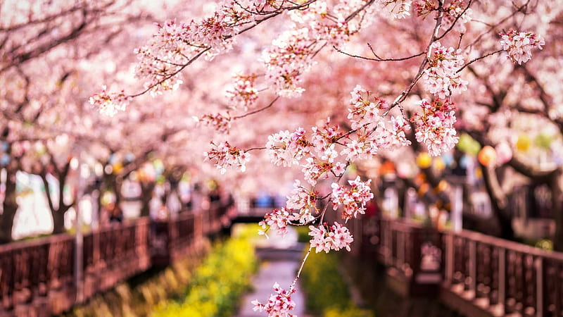 Sakura Spring Japan Cherry Flowers Branches Blur Background Flowers, HD wallpaper