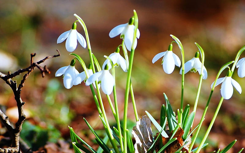 snowdrops-Flowers graphy, HD wallpaper
