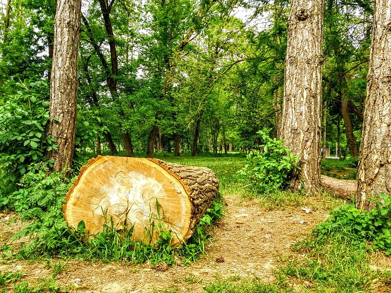 cut wood, Forests, Kosovo, bonito, Trees, HD wallpaper