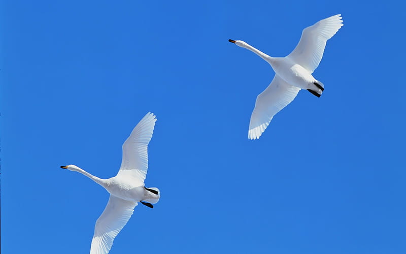 Flying the blue sky white swans, HD wallpaper
