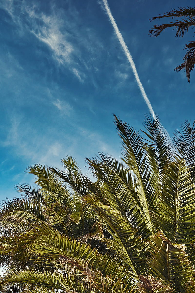 palm trees, leaves, sky, HD phone wallpaper