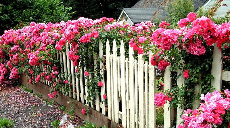 10000 Free Rose Garden  Rose Images  Pixabay