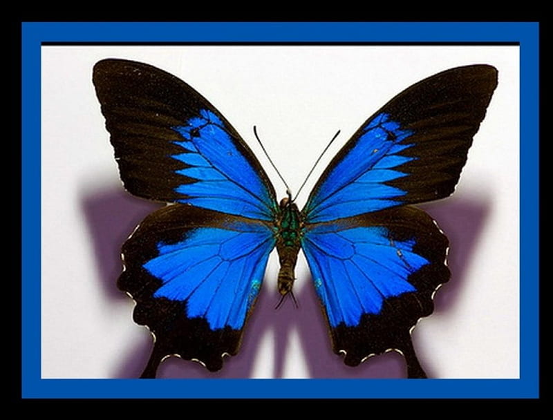 A gift of beauty for beautiful friends, Morpho, butterfly, frame, black, blue, HD wallpaper