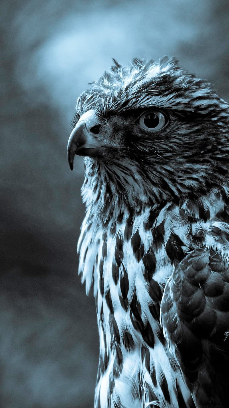 Staring eagle, eagle, falkon, hawk, buzzard, staring, looking, HD phone wallpaper