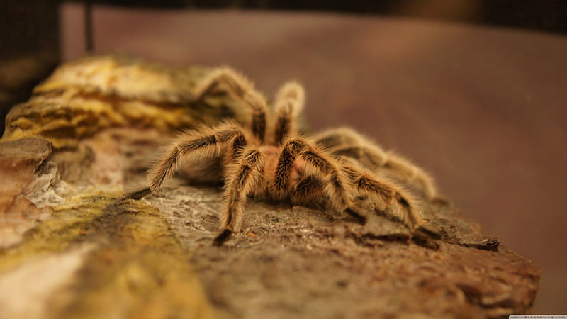 tarantula, insect, spider, hairy, HD wallpaper