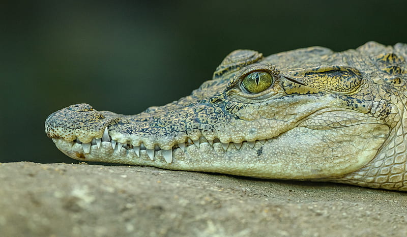Reptiles, Crocodile, Close-Up, Reptile, Wildlife, HD wallpaper