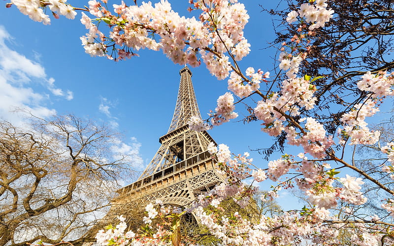 Eiffel Tower, spring, spring flowering, Paris, Cherry blossoms, Paris landmark, France, HD wallpaper