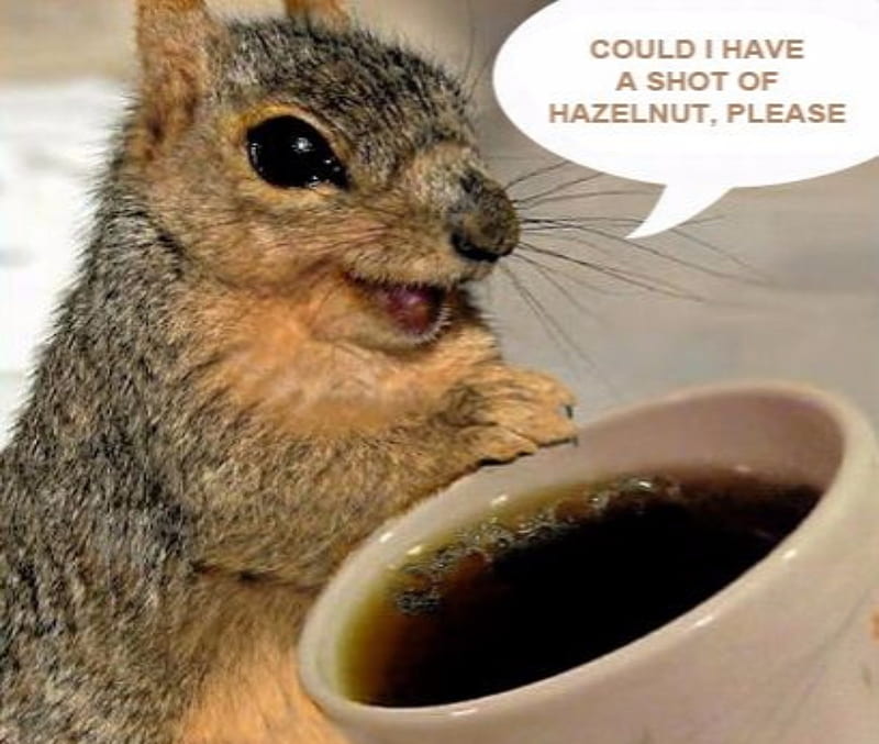 Coffee Humor, Funny, Coffee, Animals, Squirrels, HD wallpaper