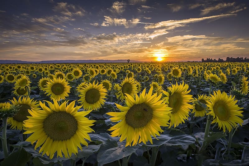 Nature, Flowers, Summer, Flower, Sunrise, , Field, Sunflower, Yellow Flower, HD wallpaper