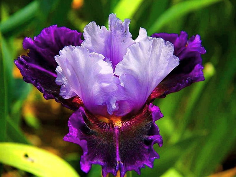 The beautiful Iris, flower, Iris, purple, mauve, HD wallpaper