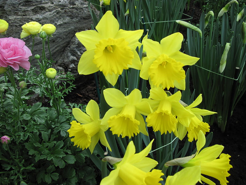 Dedication to cancer lost battle, Daffodils, graphy, green, yellow, garden, Flowers, HD wallpaper