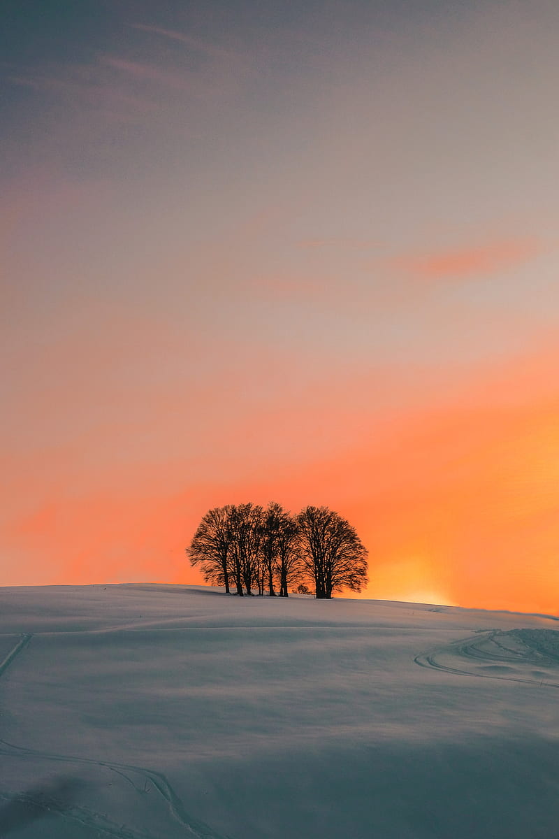 field, trees, sunset, snow, winter, HD phone wallpaper