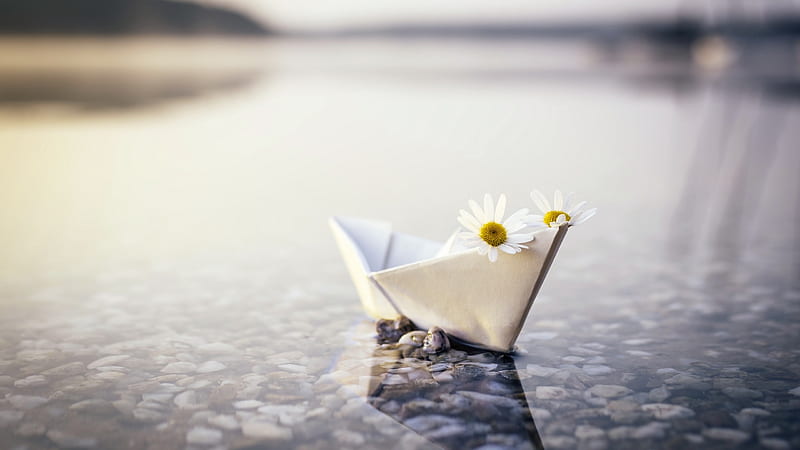 paper boat, daisy, floating, water, reflection, outdoors, Others, HD wallpaper
