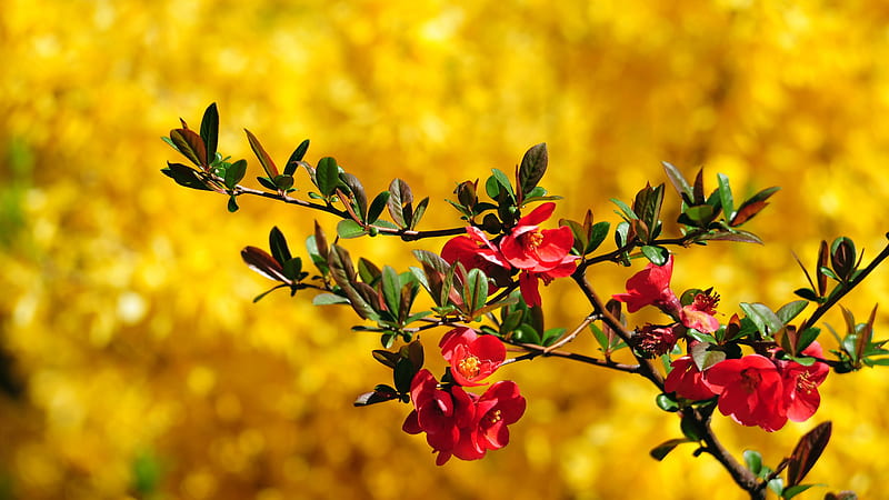 Red Flowers With Leaves Branches In Yellow Blur Background Beautiful, HD  wallpaper | Peakpx