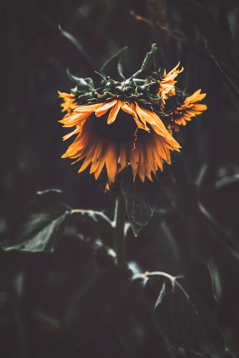 sunflower, flower, petals, yellow, HD phone wallpaper