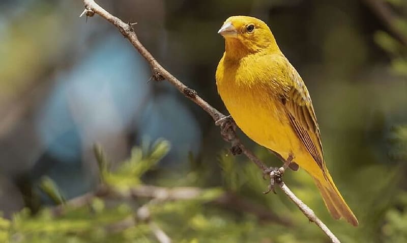 Canary, Animals, Zoology, birds, Ornitology, HD wallpaper