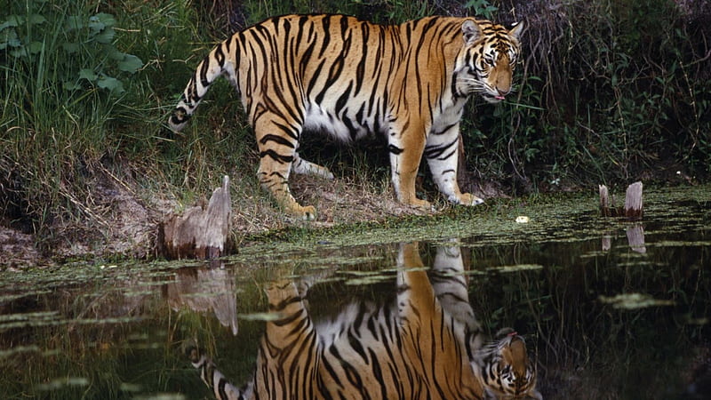 Tiger reflection, feline, tiger, reflection, cat, HD wallpaper | Peakpx