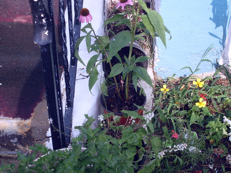 Home Garden, flowers, Garden, Summer, coneflower, HD wallpaper
