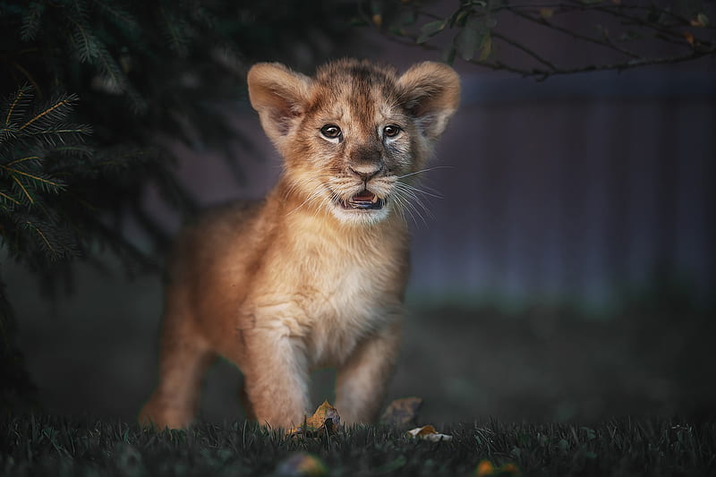 Cats, Lion, Baby Animal, Cub, Wildlife, HD wallpaper