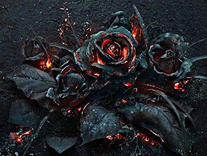 flower, black, fire, roses, burning, HD wallpaper