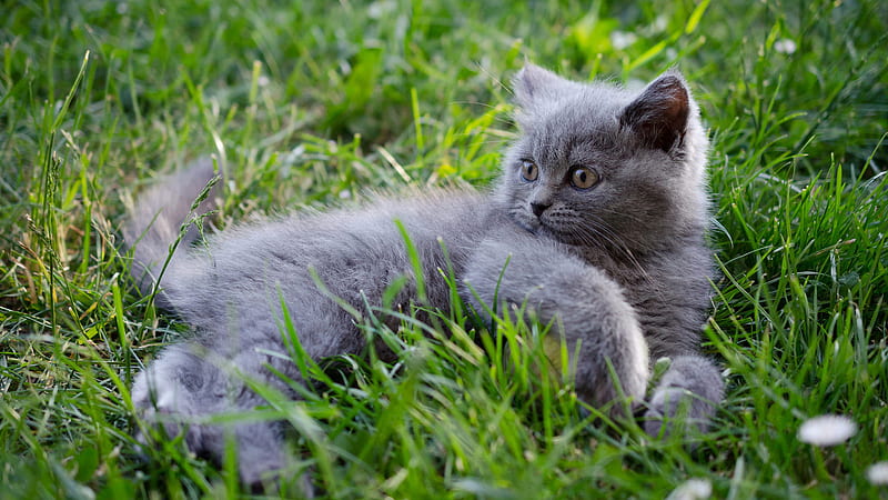 Gray Kitten With Brown Eyes On Green Grass Field Kitten, HD wallpaper