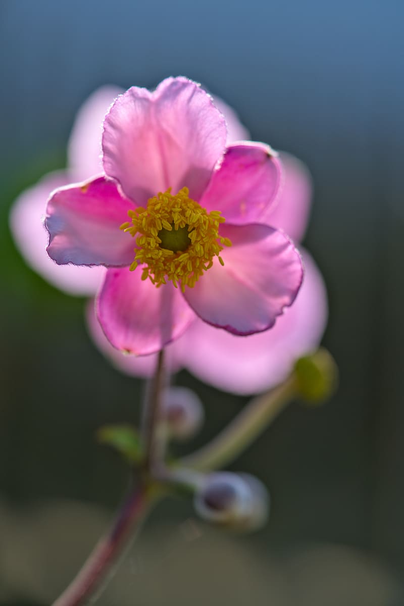 anemone, petals, flower, macro, spring, pink, HD phone wallpaper