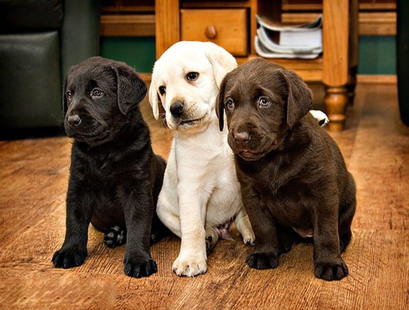 Labs, puppies, brown, golden, black, HD wallpaper