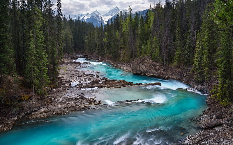 mountain river, forest, mountain landscape, beautiful landscape, Canada, glacial water, HD wallpaper