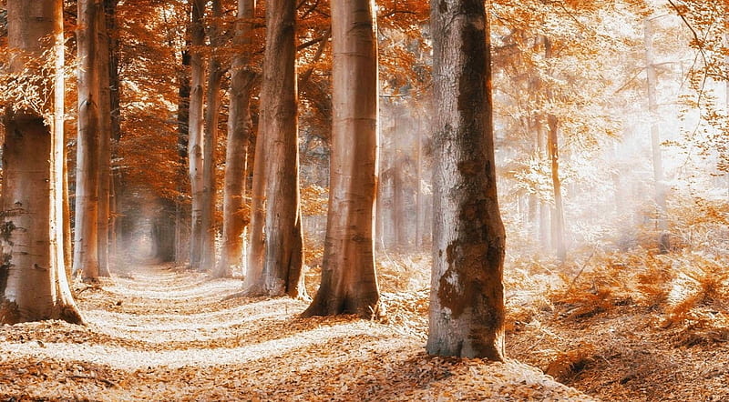 Follow the path, path, way, nature, landscape, scene, fall, forest, autumn, sunlight, trees, HD wallpaper