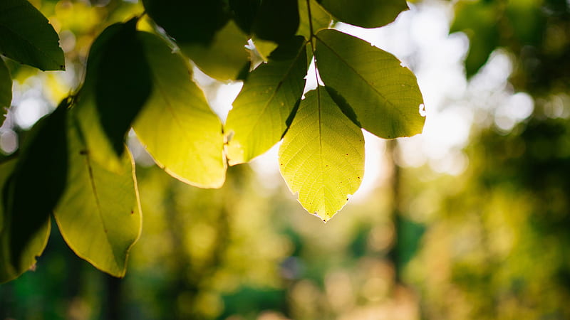 Green Tree Leaves Branches In Blur Bokeh Background Nature, HD wallpaper |  Peakpx