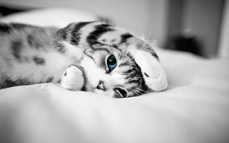 blue eyes, paw, black and white, cat, bed, animal, cute, whiskers, eyes, blue, HD wallpaper