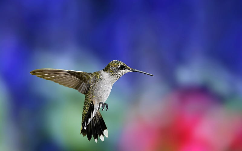 colibri bird-Animal, HD wallpaper