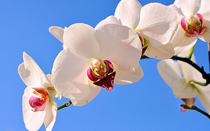 white orchids, tropical flowers, orchid branch, blue sky, orchid, floral background, HD wallpaper
