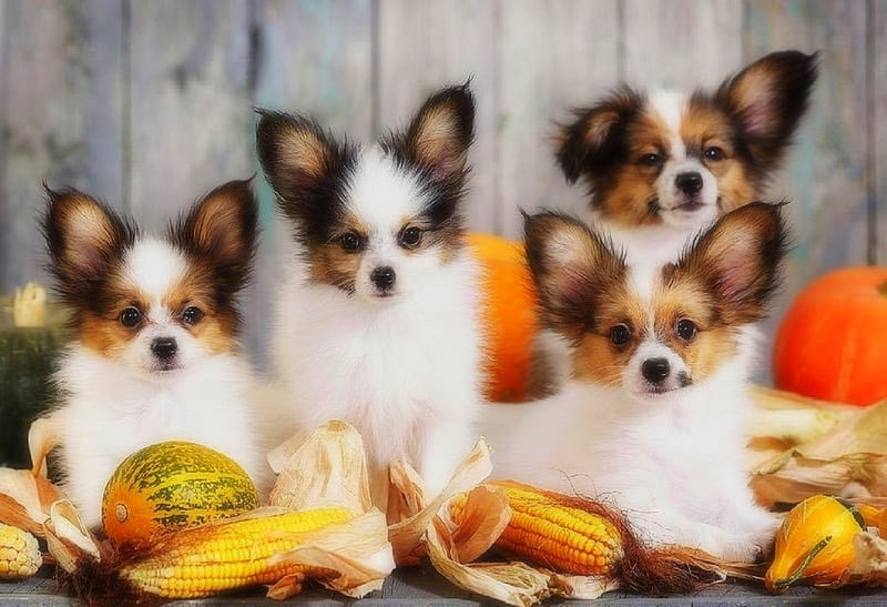 Puppies of Harvest, fall, autumn, corns, harvest, holiday, halloween, colors, love four seasons, graphy, puppies, animals, dogs, pumpkins, HD wallpaper