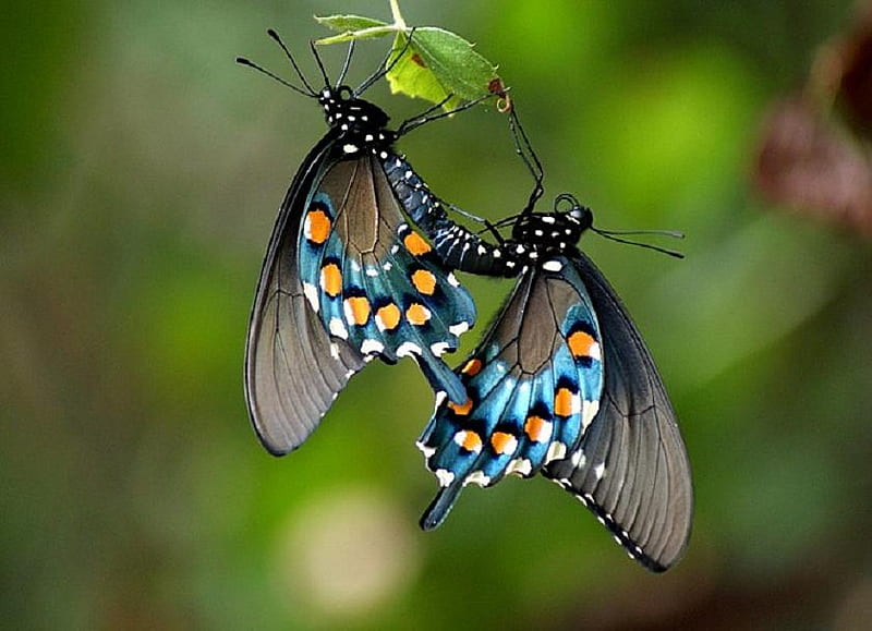 Two times the beauty, orange, black, butterflies, pair, blue, leaf, HD wallpaper